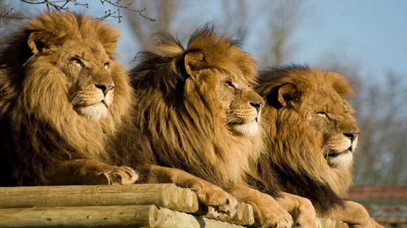 Desde Johannesburgo: tour de medio día en Lion & Safari Park | GetYourGuide