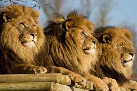Depuis Johannesburg : demi-journée d'excursion au Lion Park