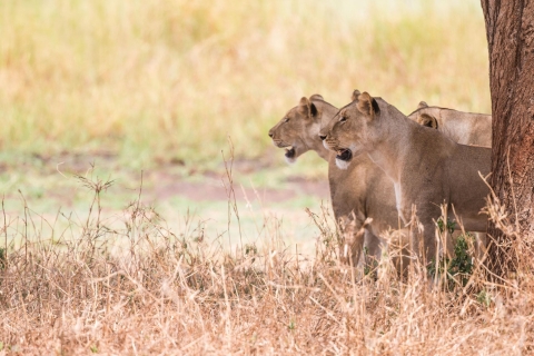 Ab Johannesburg: Lion & Safari Park Halbtagestour