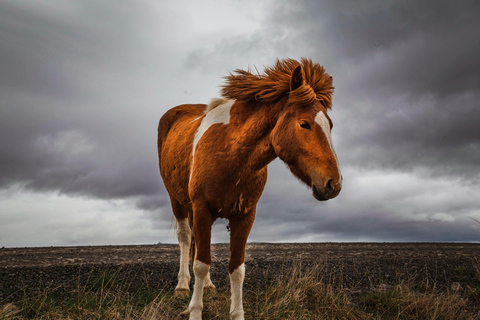 Iceland: Reynisfjara Black‑Sand Beach Horseback Adventure