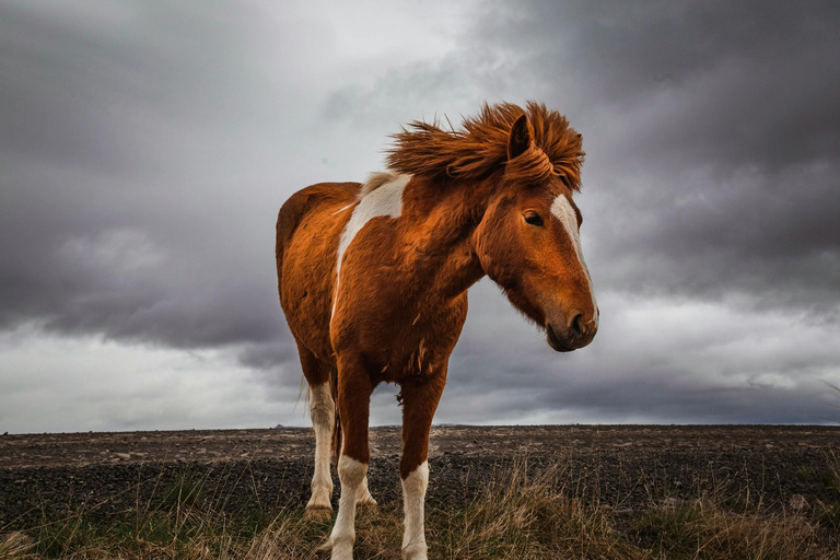 Iceland: Reynisfjara Black‑Sand Beach Horseback Adventure