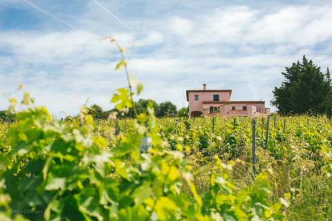 Small Group Guided E-Bike Tour in Nice’s Organic Vineyard