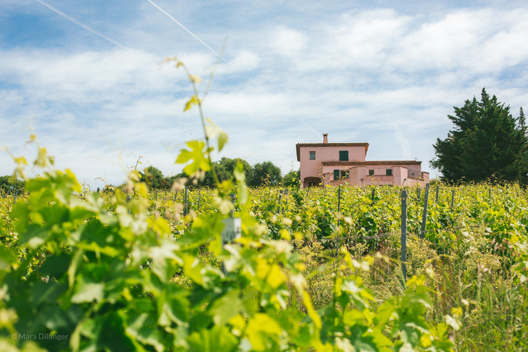 Small Group Guided E-Bike Tour in Nice’s Organic Vineyard