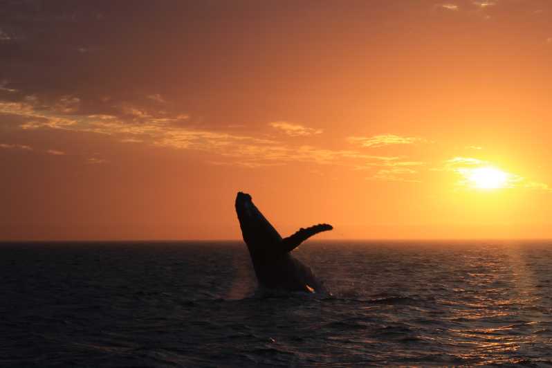sunset whale watching tour exmouth