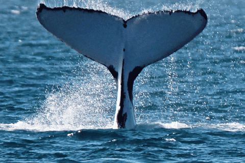 From Exmouth: 2-Hour Sunset Humpback Whale-Watching Tour