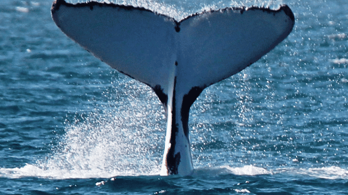 from exmouth 2hour sunset humpback whalewatching tour