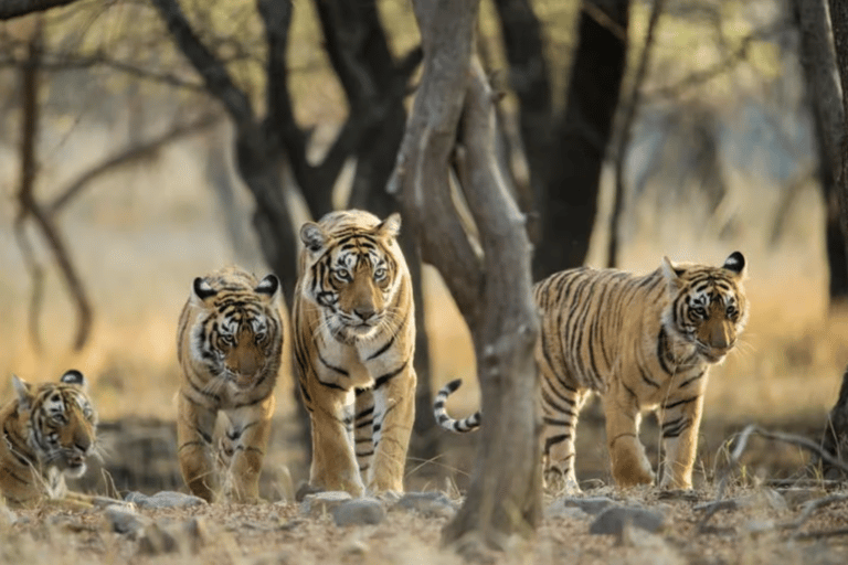Same Day Sariska National Park Tour with Tiger Safari Same Day Sariska National Park Tour with Two Tiger Safari
