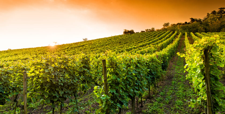 Lucca, geführte E-Bike und Weintour - Hizvo
