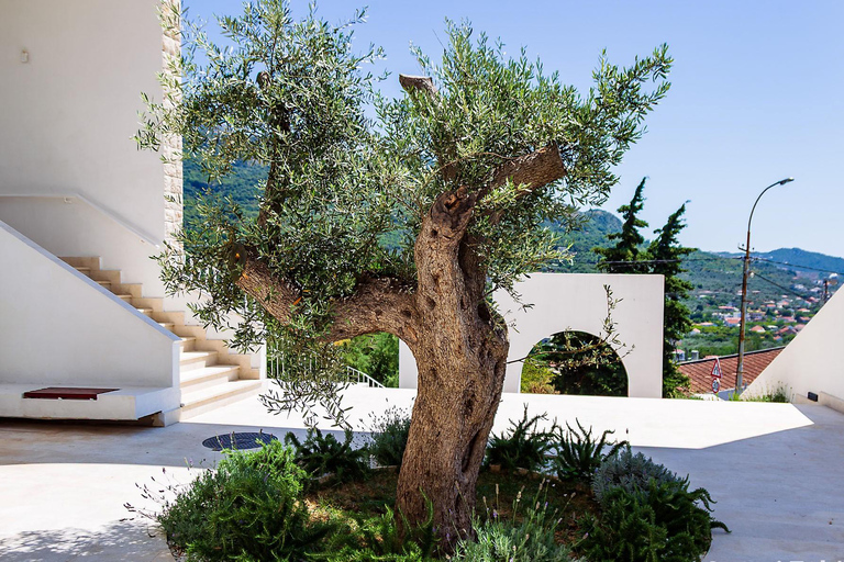 From Budva: Old Olive Tree Park and Olive Oil Tasting in Bar