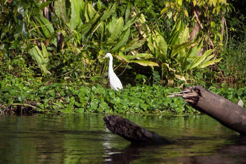 From San José: Tortuguero National Park Day Trip & Boat Tour
