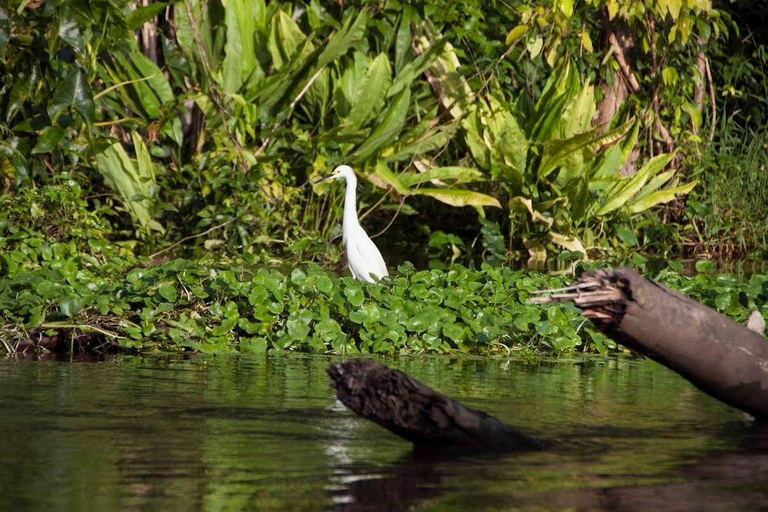 From San José: Tortuguero National Park Day Trip & Boat Tour