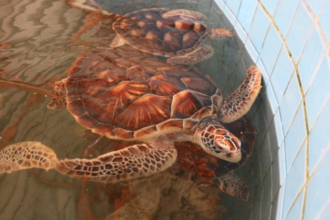 Khao Lak: vlotexpeditie & zeeschildpadden conservatiecentrumPrivérondleiding
