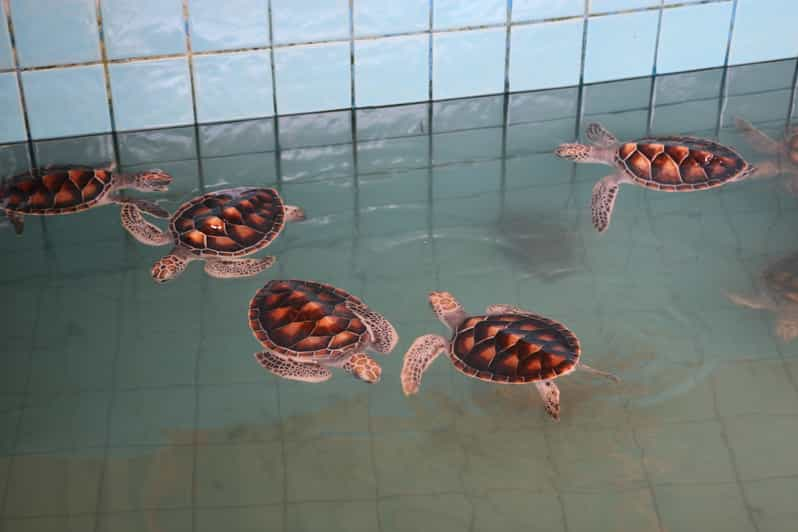 Khao Lak: Raft Expedition & Sea Turtle Conservation Center | GetYourGuide