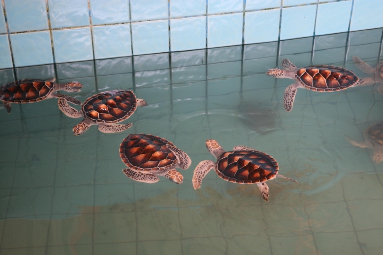 Khao Lak: wyprawa na tratwę i centrum ochrony żółwi morskichWspólna wycieczka grupowa