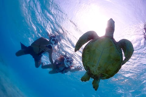 Miyako Island: Snorkeling Adventure Swim with Turtles & Nemo - Image 2