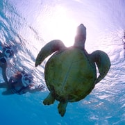 Miyako Island: Snorkeling Adventure Swim with Turtles & Nemo