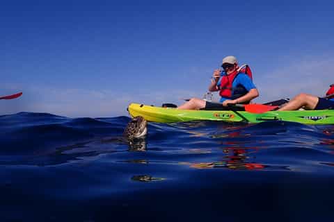 Tenerife: Kayaking and Snorkeling with Turtles