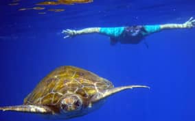 - Canarie.it
