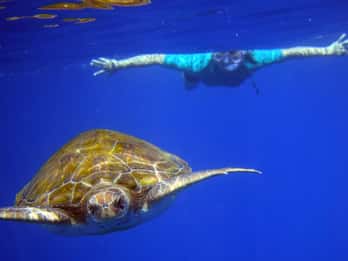 Teneriffa: Kajakfahren und Schnorcheln mit Schildkröten Teneriffa: Kajakfahren und Schnorcheln mit Schildkröten