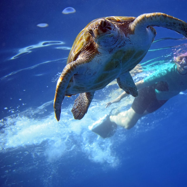 Tenerife: Kayak Safari with Marine Wildlife & Snorkel