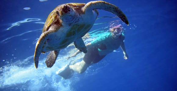 Kayak & Snorkel in a Rich Marine Ecosystem with Free Videos