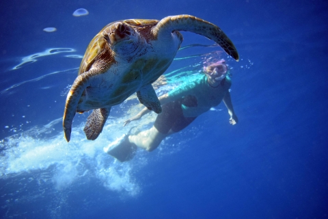 Kayak y esnórquel con tortugas