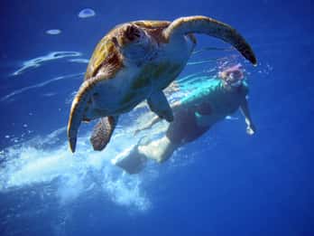 Tenerife: kayak y snorkel con tortugas con vídeos gratuitos