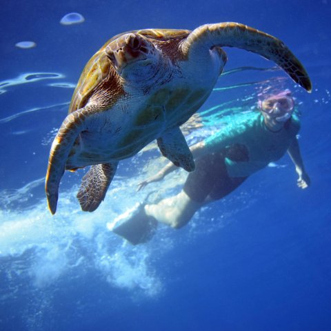 Activity image: Tenerife: Kayaking and Snorkeling with Turtles