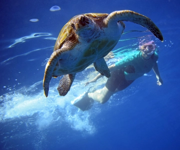 Tenerife : Kayak et plongée en apnée avec les tortues, combinaisons comprises