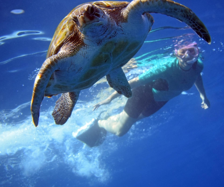 Teneryfa: kajaki i snorkeling z żółwiami