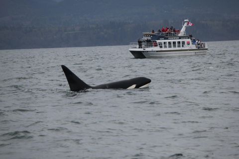 Victoria: tour con avvistamento delle balene