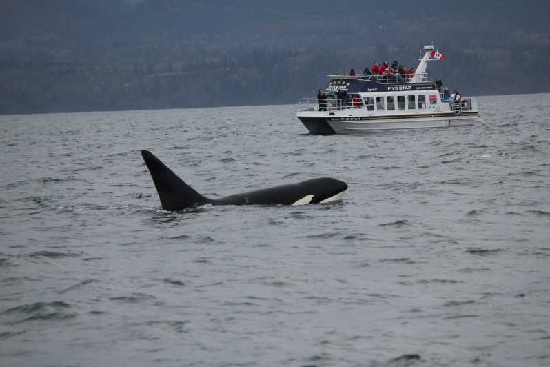 Whale Watching Tour in Victoria, BC