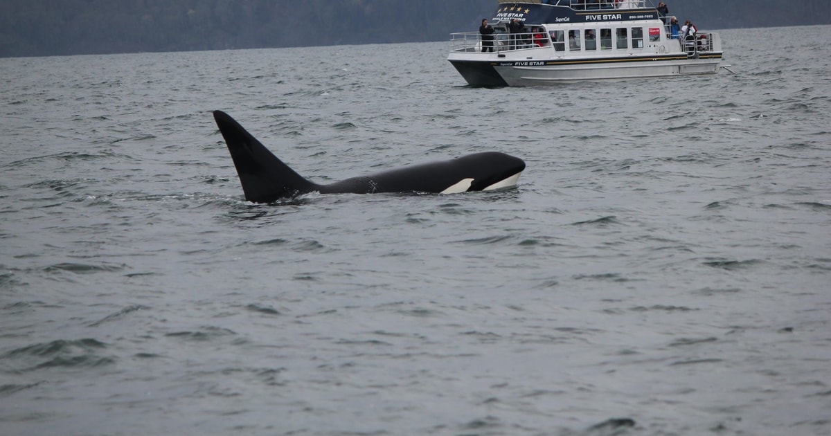 Whale Watching Tour in Victoria, BC | GetYourGuide