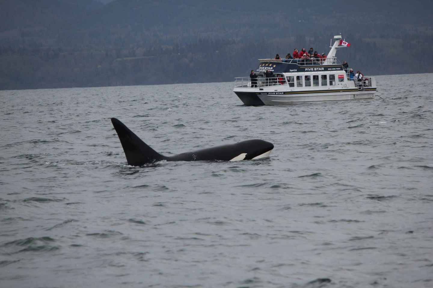Ab Victoria, BC: Whale Watching-Tour