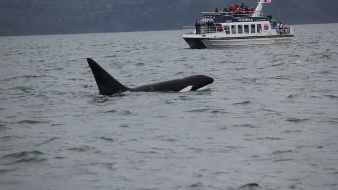 whale watching tour in victoria bc