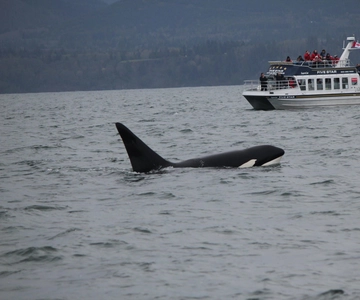 Victoria BC: 3 Hour Expedition Catamaran Whale Watching Tour