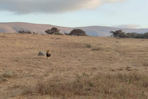 5 daagse safari Tarangire, Serengeti, Ngorongoro &amp; Manyara met gids