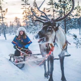 Rovaniemi: Arctic Animals Sleigh Rides and Wildlife Zoo