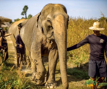 De Siem Reap: Experiência no santuário de elefantes com transferes