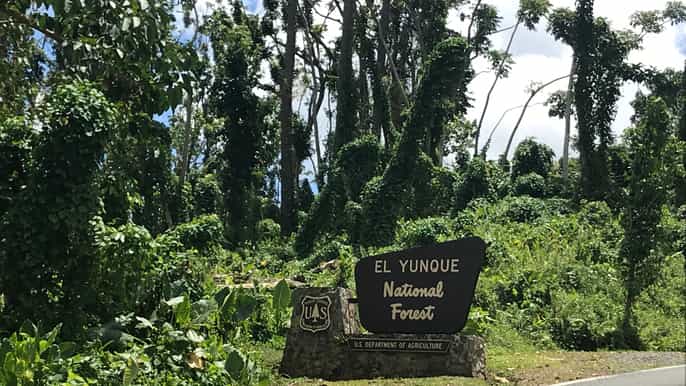 el yunque rainforest half day tour with cultural dance class