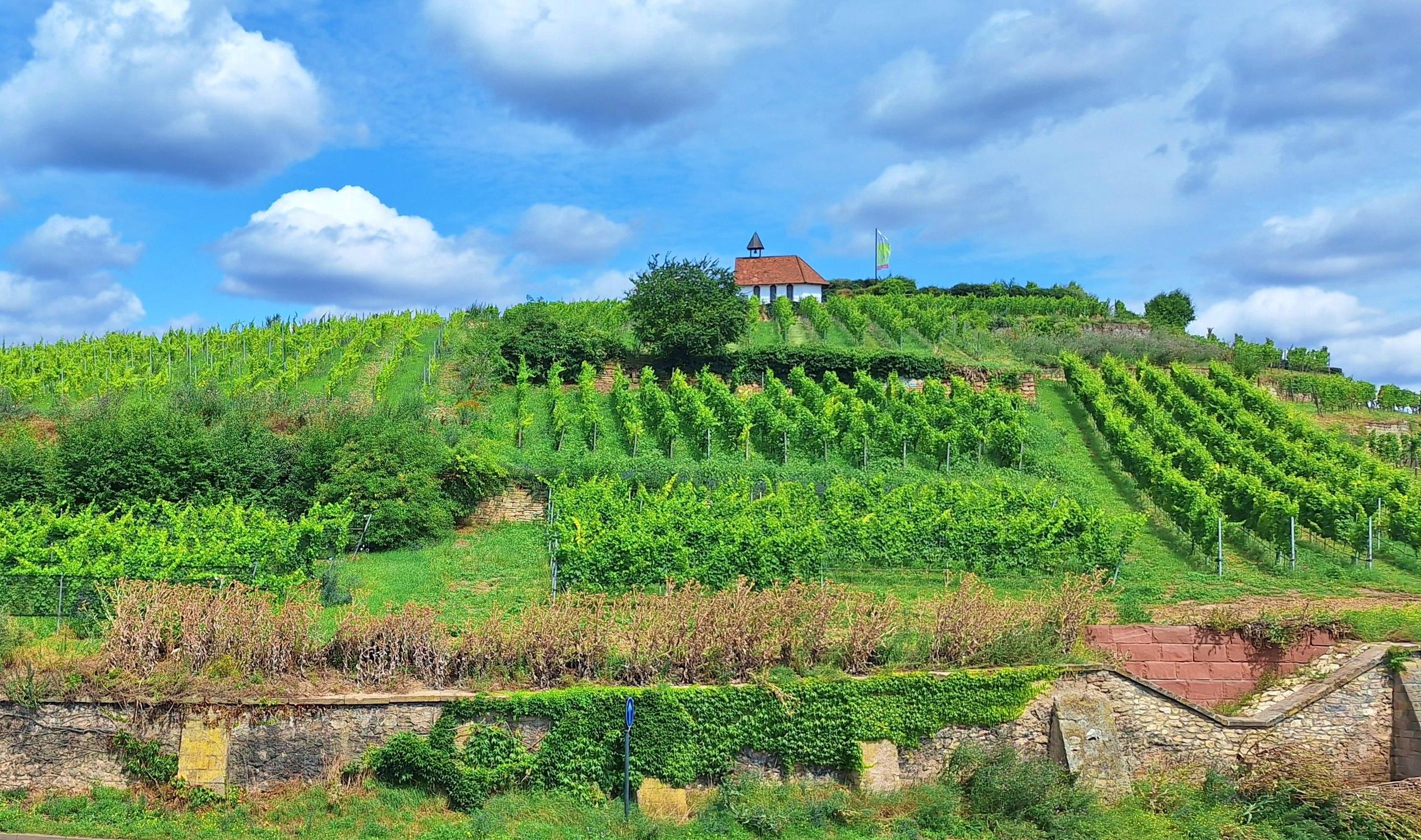 Bad Dürkheim: Römer, Reben, Riesenfass - Natur & Weingenuss Wandertour