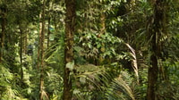Abenteuer des Regenwaldes Costa Rica Luft Tram Tour Braulio Ca - Hizvo