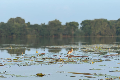 Sigiriya: Birdwatching Kayak Tour with Guide