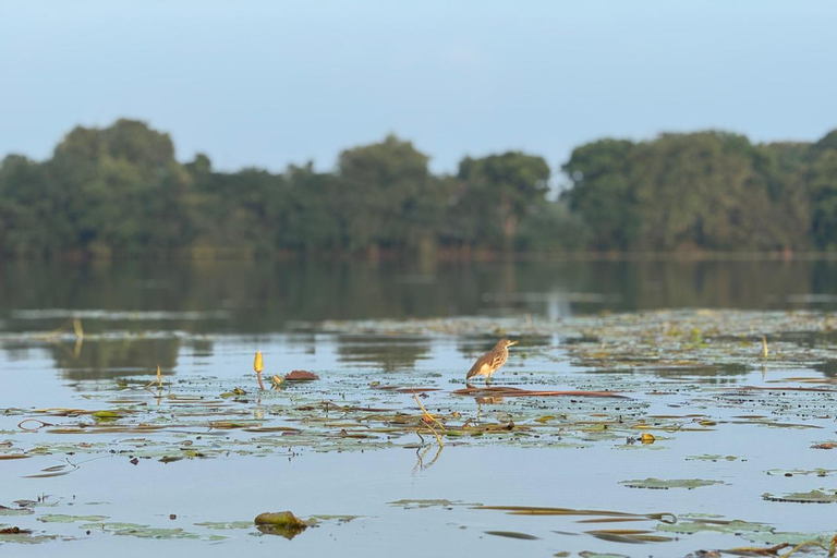 Sigiriya: Birdwatching Kayak Tour with Guide