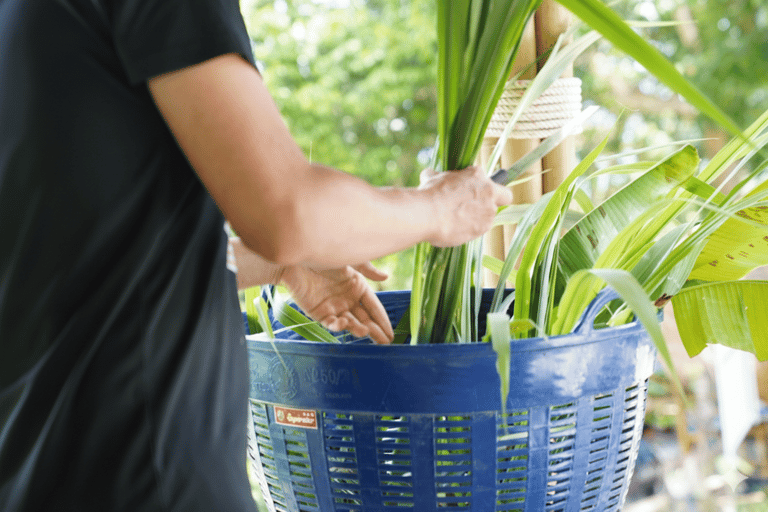 Phuket: City Highlights & Elephant Sanctuary with Lunch