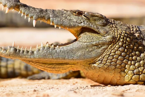 Agadir/Taghazout: Crocoparc Visit W- Entry Ticket & Transfer