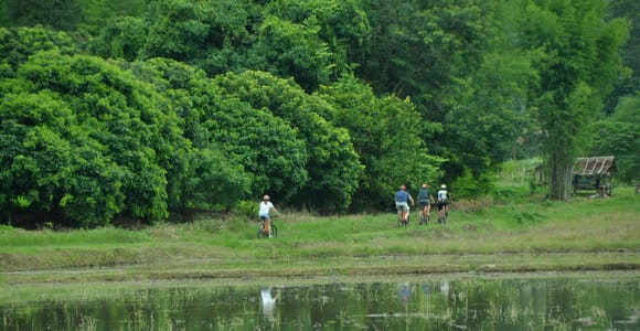 Chiang Mai Fields of Gold Cycling Tour