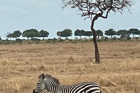 From Zanzibar: 3-Day Mikumi Wildlife Safari, 2 Nights