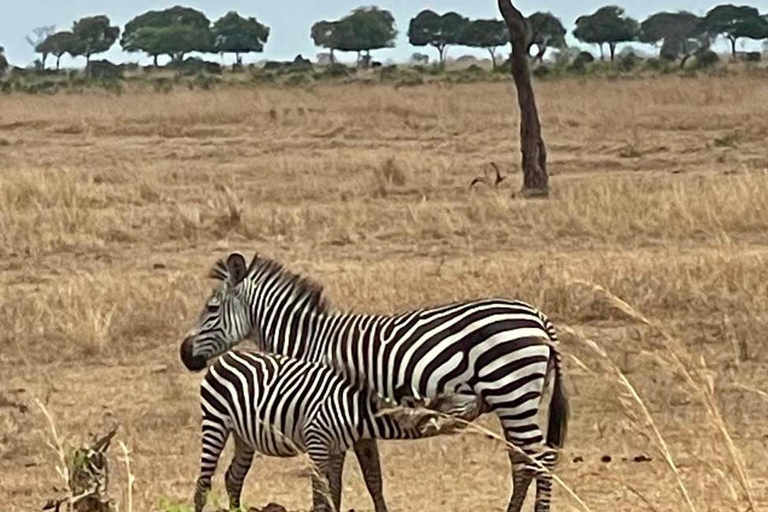 From Zanzibar: 3-Day Mikumi Wildlife Safari, 2 Nights