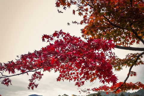 Private Kyoto & Nara Day Tour with English Driver Guide⭐BEST